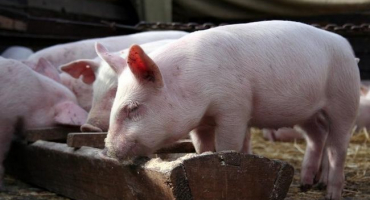 Selata jedí špatně: co dělat a jak to opravit?